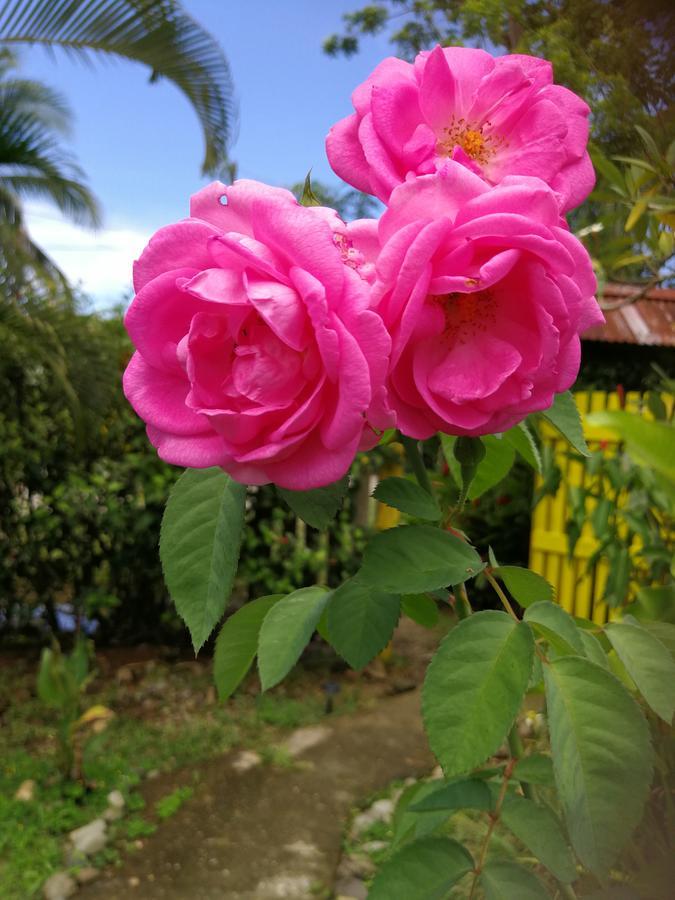 Secret Garden Hotel Cahuita Exterior photo